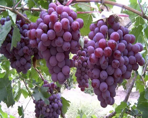 產(chǎn)品應(yīng)用